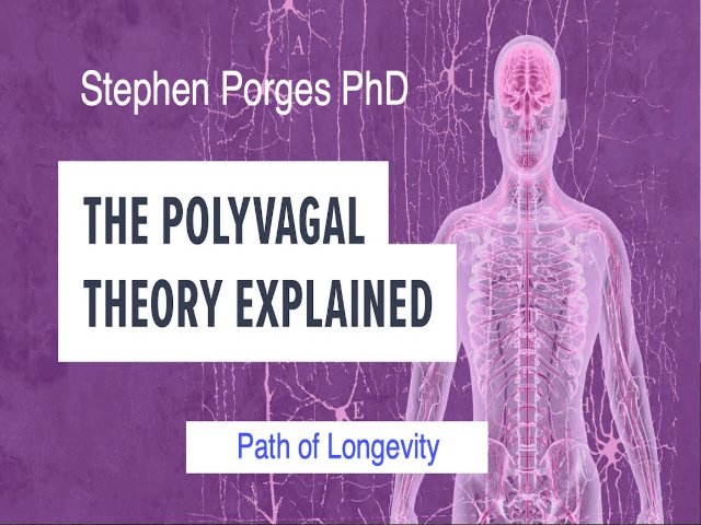 The Polyvagal Theory Explained